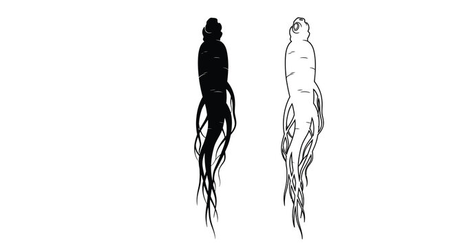 Ginseng root silhouettes with detailed linear features black and white silhouette