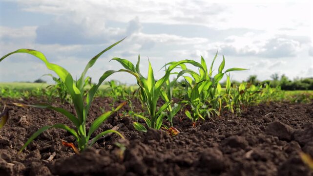 Corn Plants Grow in a Field Under a Bright Sky With Clouds on a Sunny Day in a Rural Area During the Summer Season