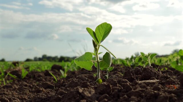 Growing Soybean Plants in a Field During Summer With Bright Sky and Clouds