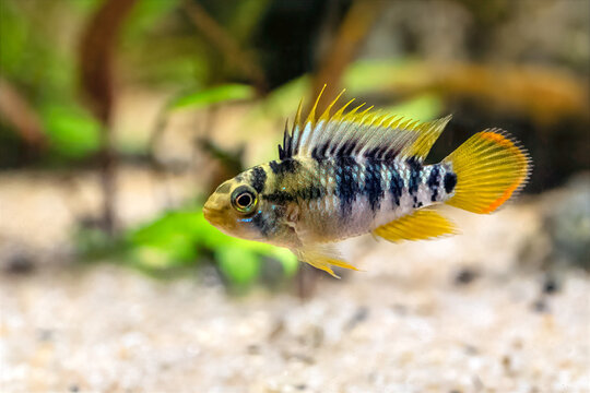 Apistogramma baenschi - inca, dwarf cichlid, South American cichlid, family Cichlidae, aquarium cichlid fish, Amazon river, Brasil, Peru
