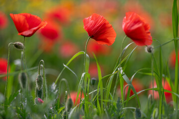 Obraz premium Scarlet poppy blossoms covering a natural flower field with lush vegetation. Atmospheric spring scenery featuring vivid colors, delicate textures and organic growth.