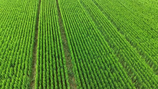 Rows of wheat plants grow in a field under bright sunlight. The landscape shows lines of green plants bending slightly in the wind, creating a uniform pattern across the land.