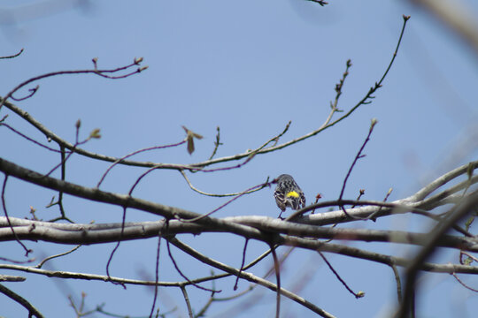 Bird with yellow spot on its back.  Guessing it is a yellow-rumped warbler.