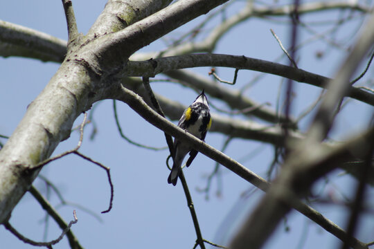 Bird with yellow spots on the sides, guessing it is a yellow-rumped warbler.