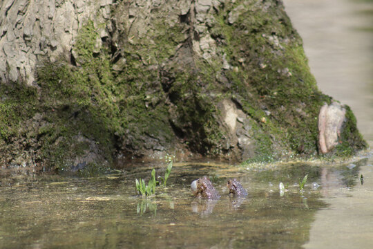 Two toads in shallow water of a lake, one of them with its throat puffed up