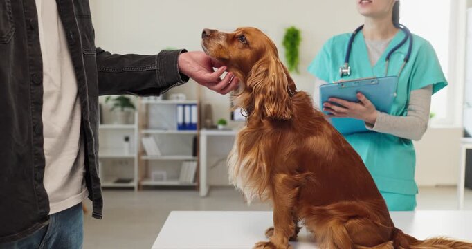 Veterinarian examining dog with owner in clinic. Calm cocker spaniel sits on exam table during appointment as the doctor prepares routine checkup. Professional pet healthcare and trust concept.