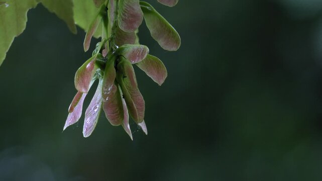 Tiny Spider Hiding in Field Maple Samaras During Rain - 4K Macro Slow Motion Shot