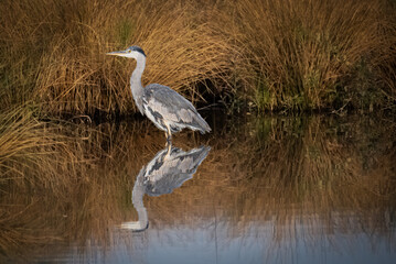 Fototapeta premium A grey heron hunting in the morning 