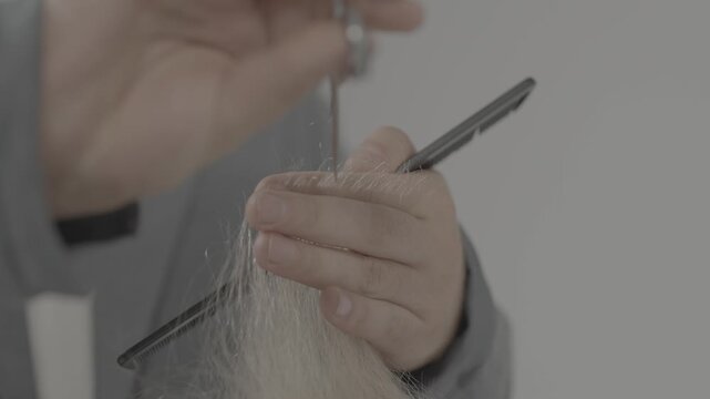 Close up of a professional hairstylist using scissors and a comb to trim and style hair in a modern beauty salon, showcasing precise techniques on different hair types.

