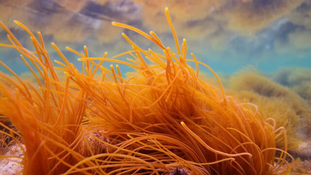 Close-up of orange seaweed fronds swaying over rocky shallow seabed