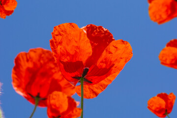 Fototapeta premium poppy flower meadow red blossom blue sky bottom view macro bright summer day field background wild petals details concept of environment botany floristry
