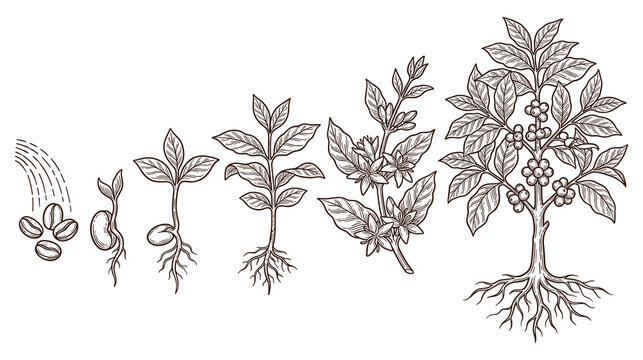 Coffee tree growth process stages life cycle illustration.