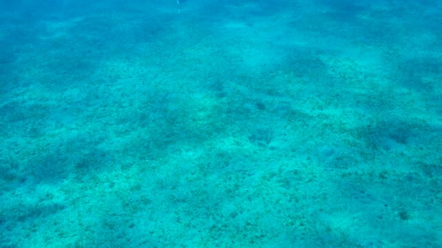 dugong, egypt