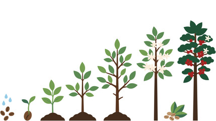 Coffee plant life cycle from seed to mature berry tree. © GW