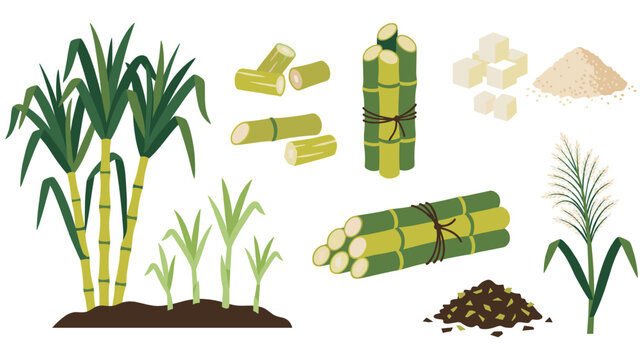 Sugarcane plant growth stages and raw sugar production.