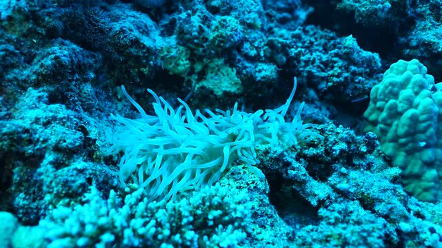 anemone fish, egypt