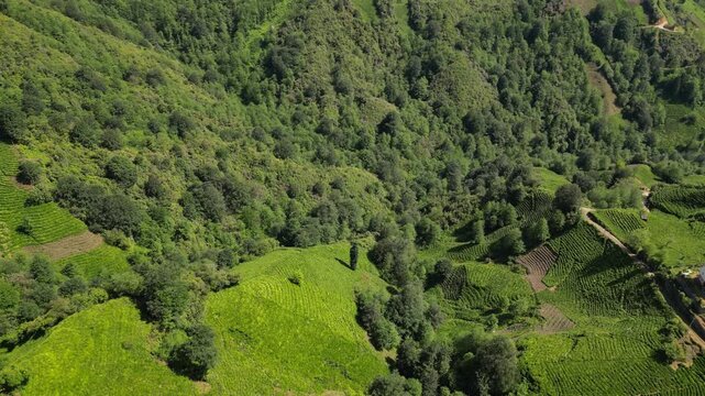 A drone view of one of the villages in Rize, Turkey's greenest city.