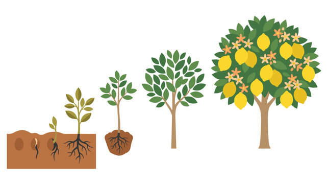 Lemon tree growth cycle from sprouting seed to full tree.