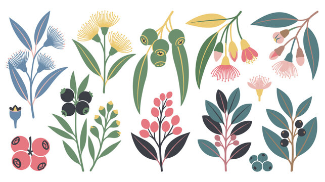 Australian native flora eucalyptus branches leaves flowers.