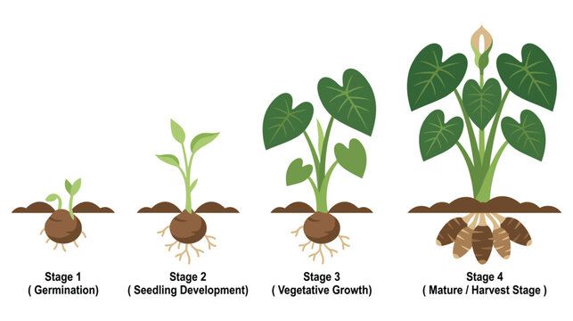 Taro plant life cycle stages from germination to harvest.