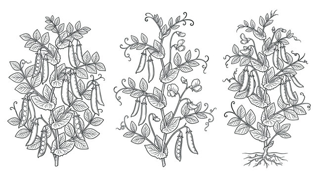 Black and white botanical sketch of organic pea plants.