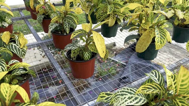variegated leaves, yellow green leaves, potted plants, greenhouse plants, plant nursery, ornamental foliage, yellow leaves, green leaves, striped leaves, leaf veins, tropical plants, wire mesh shelf, 