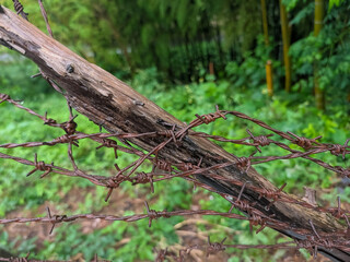 Obraz premium Weathered Wooden Post Wrapped in Rusted Barbed Wire Surrounded by Lush Green Vegetation
