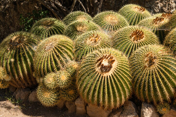 Obraz premium Kroenleinia grusonii (golden barrel cactus). Boyce Thompson Arboretum. Arizona. Spring.