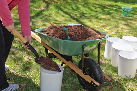 Top view of flower bulbs placed on soil. Spring gardening concept. Planting gladiolus corms in containers in the backyard, Nova Scotia, Canada.  Gardener shoveling dark soil. Wheelbarrow, composter.