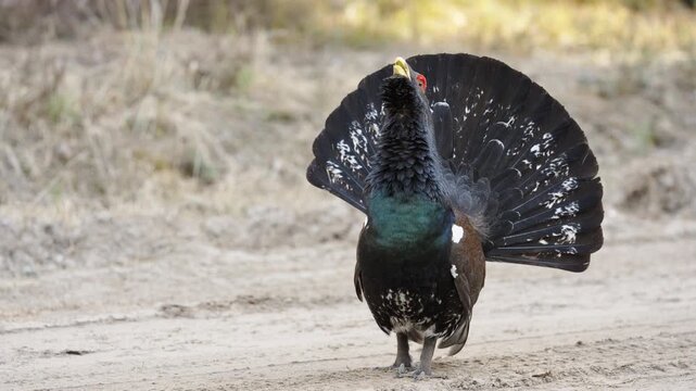 Western capercaillie rooster roosts in spring. Roadside capercaillie fan display struts across sandy track with full tail fan and emerald chest, bright red wattle and bold posture,