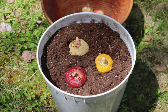 Top view of flower bulbs placed on soil. Spring gardening concept. Planting gladiolus corms in containers in the backyard, Nova Scotia, Canada.  Gardener shoveling dark soil. Wheelbarrow, composter.