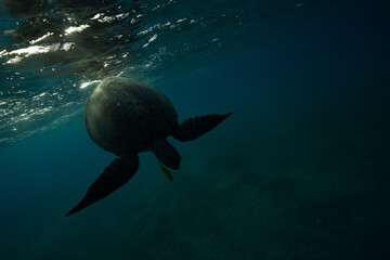Green turtle © Marcel Rudolph-Gajda