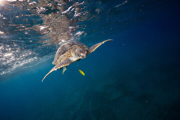 Green turtle © Marcel Rudolph-Gajda