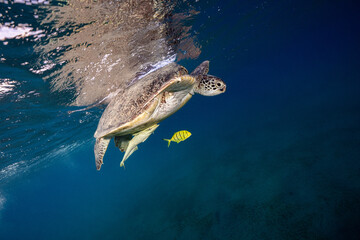 Green turtle © Marcel Rudolph-Gajda