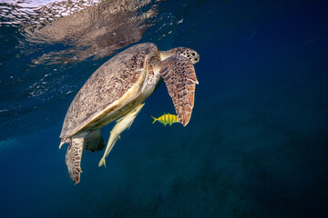 Green turtle © Marcel Rudolph-Gajda