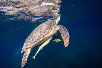 green turtle © Marcel Rudolph-Gajda