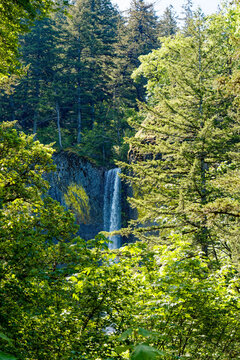 Latourell Falls Viewed Through Spring Forest in the Columbia River Gorge National Scenic Area