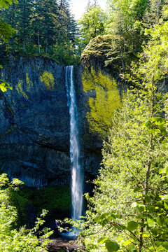 Latourell Falls Viewed Through Spring Forest in the Columbia River Gorge National Scenic Area