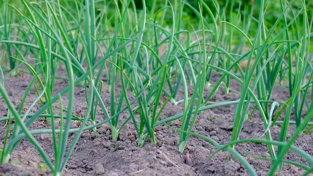 Neatly planted rows of onions cover the vegetable plot with vibrant green shoots emerging from rich soil. The scene reflects careful cultivation productive gardening and seasonal crop development.