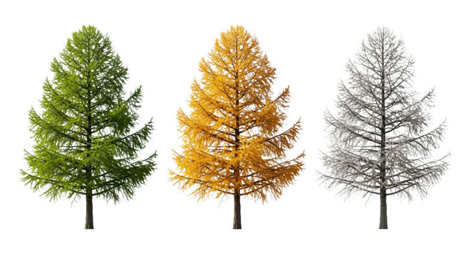 A clinical, photorealistic triptych of one larch tree isolated on transparent, showcasing lush summer, golden autumn, and bare winter states, concept of the passage of time