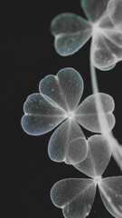 Obraz premium Delicate translucent clover leaves