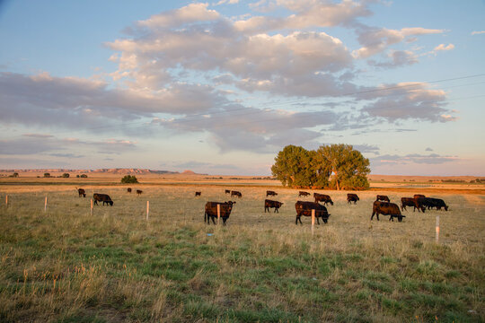 Livestock herd grazing in an open rangeland pasture