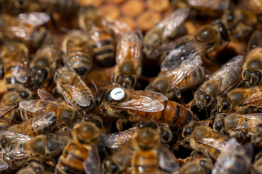 close up of queen bee