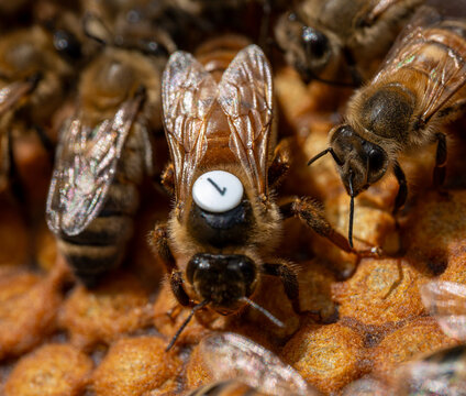 Queen bee lays eggs
