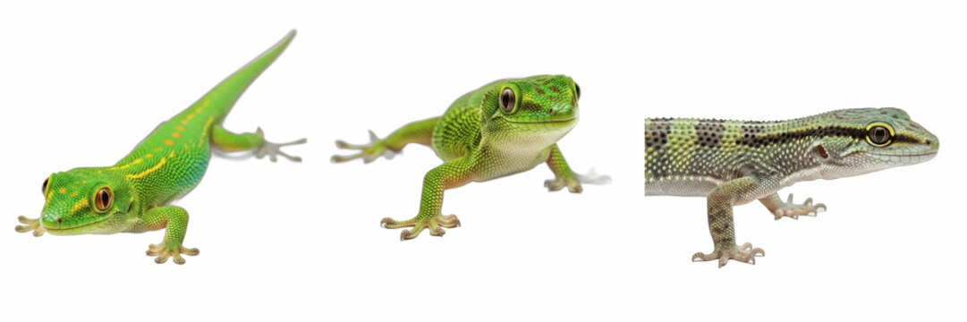 Cute Small Green Tree Frog Sitting Isolated PNG Asset, Detailed Tropical Amphibian Exotic Invertebrate Wildlife Creature for Nature Conservation Rainforest Education and Biological Layout Art