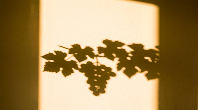 Graphic grape shadow falls across cream wall in warm interior sunlight