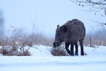 Dzik euroazjatycki, dzik, (Sus scrofa) © Bartosz Rakoczy