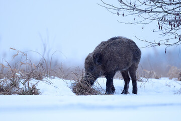 Dzik euroazjatycki, dzik, (Sus scrofa) © Bartosz Rakoczy