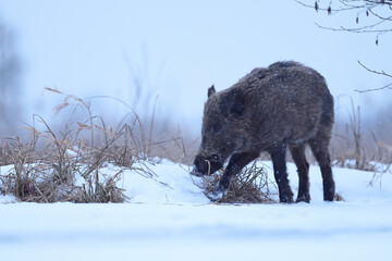 Dzik euroazjatycki, dzik, (Sus scrofa) © Bartosz Rakoczy