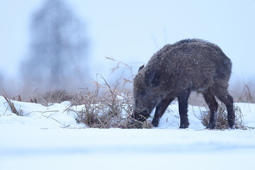Dzik euroazjatycki, dzik, (Sus scrofa) © Bartosz Rakoczy